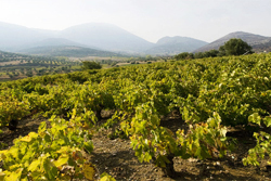 Vineyards